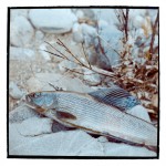 sibiras-taiga-sajanai-museline-trout-lt-goodlife-267